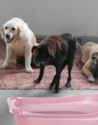 Kaza, maganda kurşunu kurbanı köpekler Engellenenler Evinde