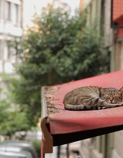 Ünleri sınır tanımıyor: İstanbulun kedileri