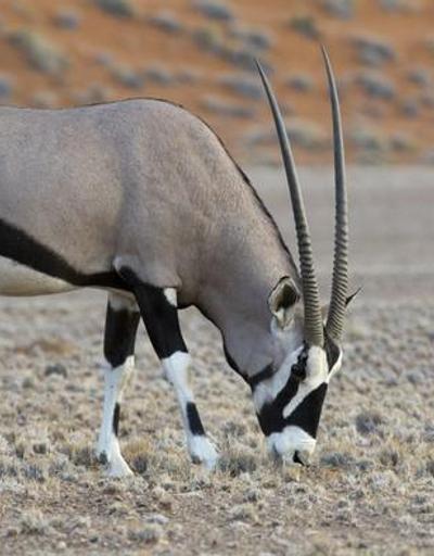 Namib Çölünde sıcak ve kurağa inat yaşayan canlılar