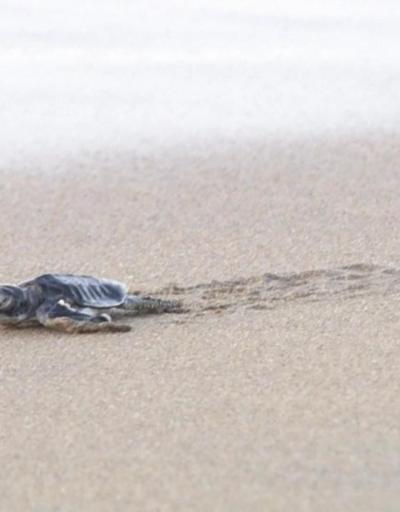 Deniz kaplumbağaları yumurtadan çıktı