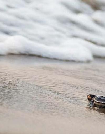 Yavru kaplumbağalar Akdeniz’den dünyaya ilk adımlarını attı