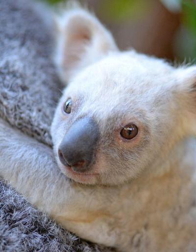 Nadir görülen beyaz koalaya şimdi isim aranıyor