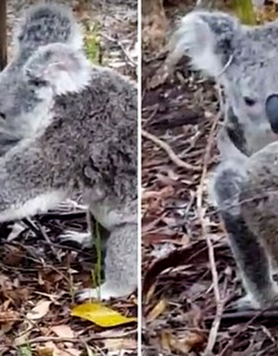 Koala, çocuğunun hayatını böyle kurtardı