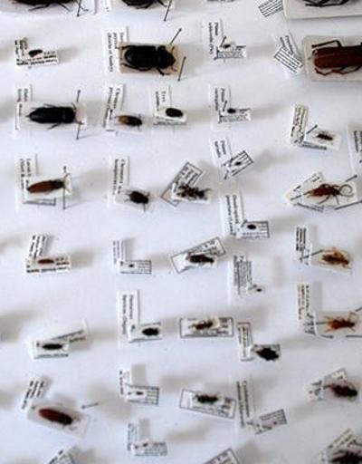 Ispartadaki Böcek Müzesinde 20 bin tür sergileniyor