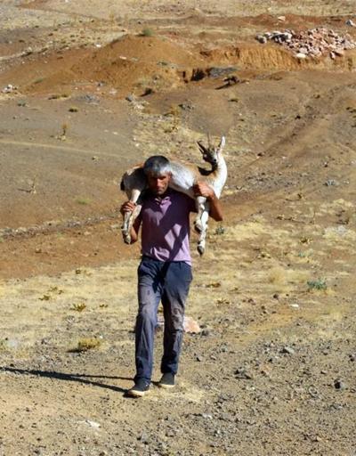 Dağda insanlık: Yaralı keçiyi sırtında kilometrelerce taşıdı