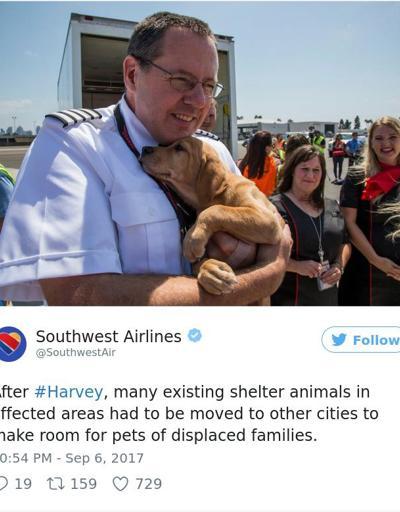 Bu da Nuhun uçağı: Barınak hayvanları Teksas kasırgasından böyle kurtarıldı