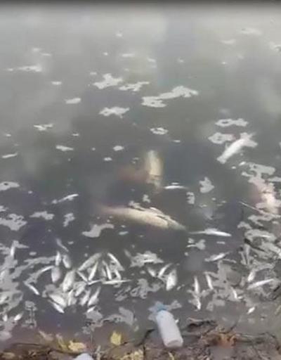 Sakarya Nehrinde balık ölümleri