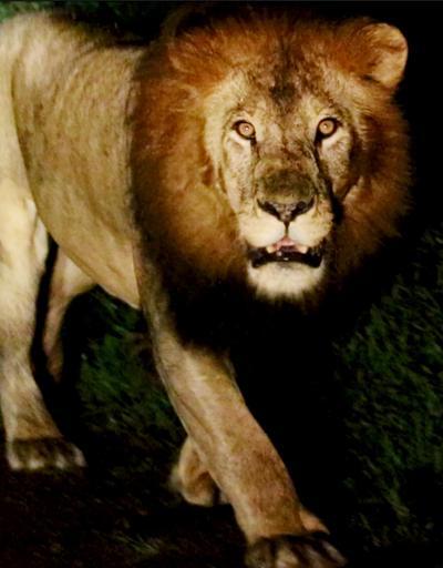 Etiyopya aslanını doğada ilk kez görüntüledi