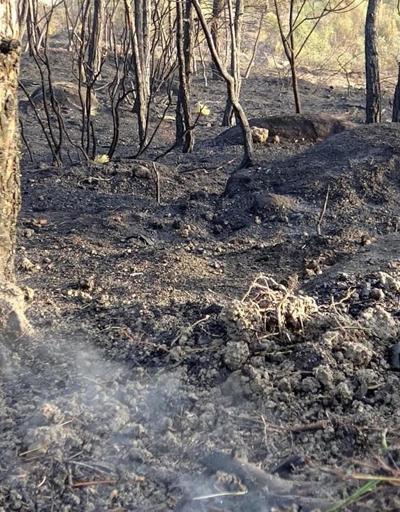 Karabükte 20 hektar kızılçam ormanı yandı