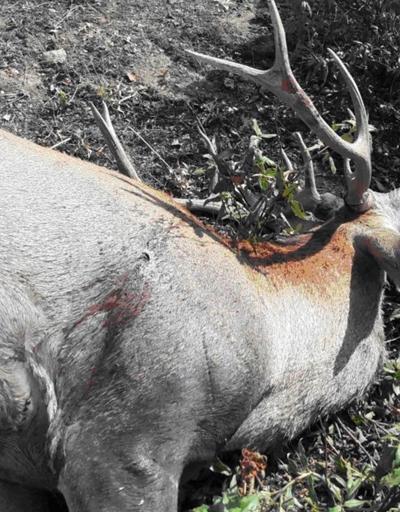 Afyonkarahisarda kaçak kızıl geyik avına suçüstü