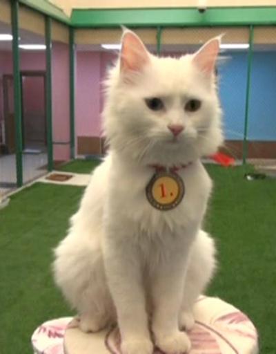 Kedi güzellik yarışmasının birincisi Kartopu