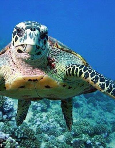 Temiz denizde yüzmeyi kaplumbağalara borçluyuz