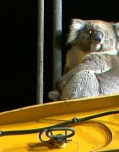 Sondaj makinesinde mahsur kalan koala kurtarıldı