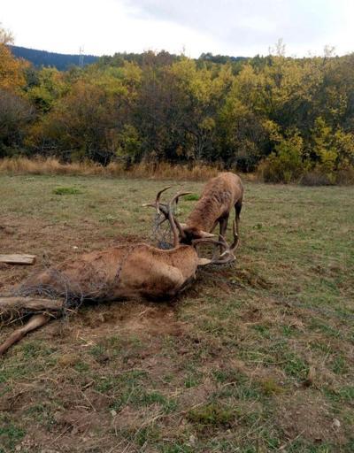 Tel örgüye takılan geyiklerden biri öldü diğeri yaralandı