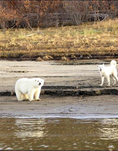 Kutupları terk eden kutup ayısının yeni yuvası belli oldu