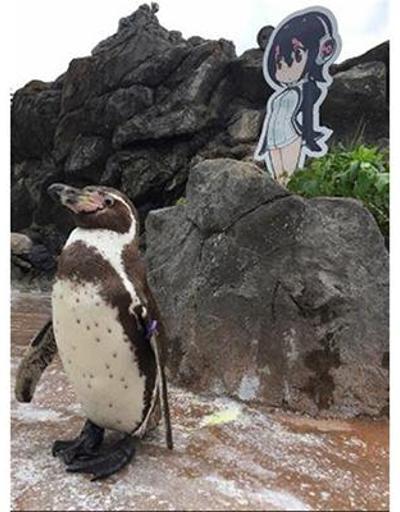 Anime penguene aşık oldu ölene kadar yanından ayrılmadı