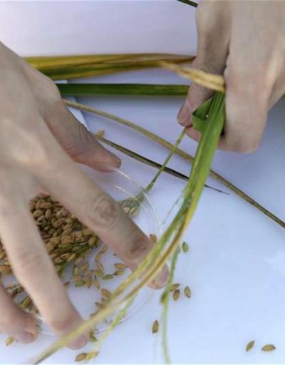 Çinliler tuzlu suda yetişen pirinç yetiştirdi