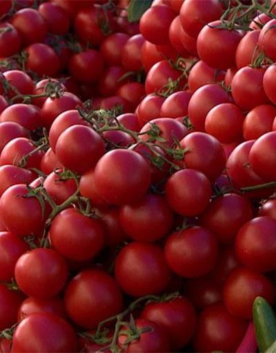 Rusya Türkiyeden domates ithalatını onayladı