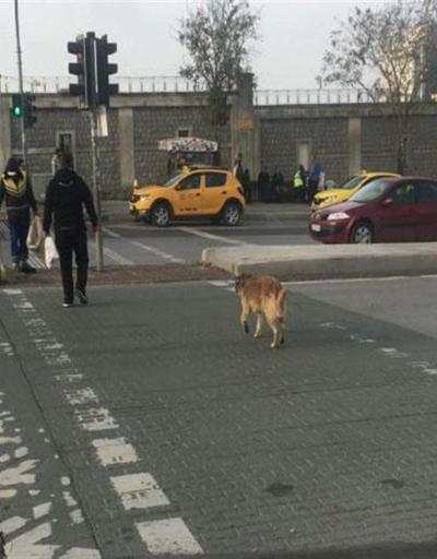 İnsanlar kırmızıda geçerken sokak köpeği yeşil ışığı bekledi