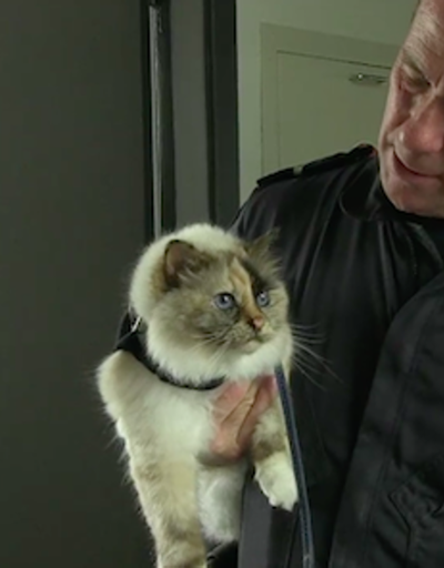 Olay yeri inceleme polisi Kedi Tia