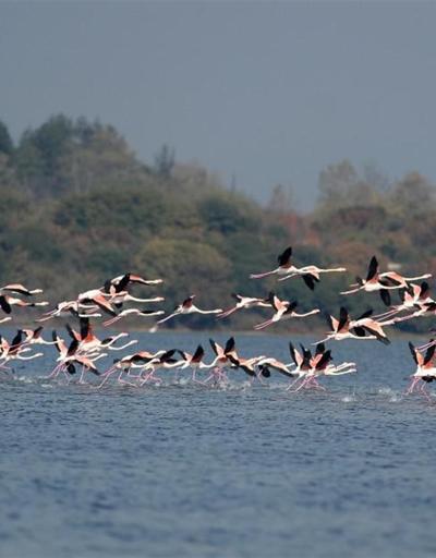 Flamingoların Hersek Lagünündeki dansı büyüledi