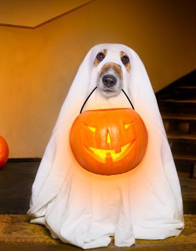 En sevimli korkularımızla baş başa bir gün: Halloween