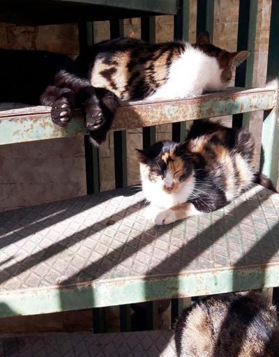 Antalyada tavuk etiyle zehirlenen 4 kedi telef oldu