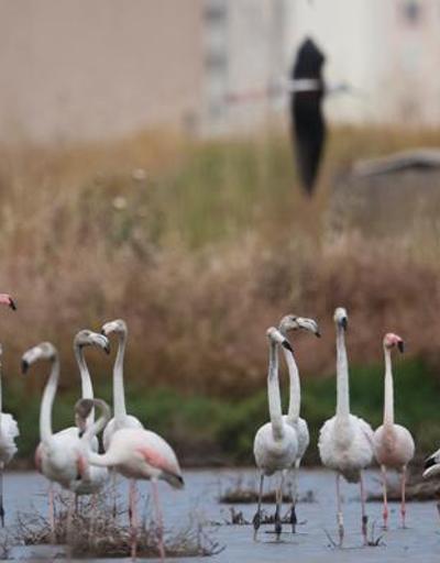 Doğa Derneğinden İzmir otobanı tepkisi: Burası binlerce flamingonun evi