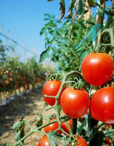 Rusyanın domates ithalatındaki kısıtlamalarına tepki