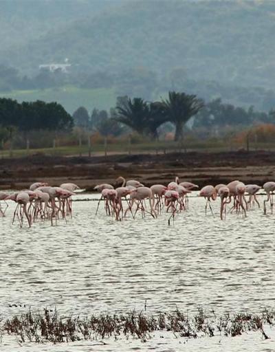 Flamingolar Bodrum’a akın etti