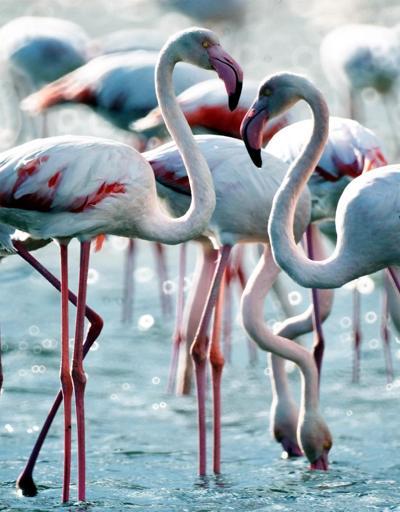 Tuzla Sulak Alanında tabloyu andıran flamingo manzarası
