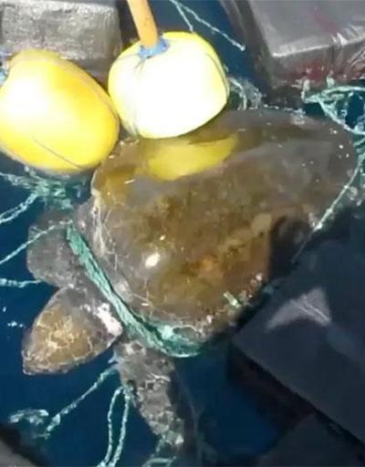 Deniz kaplumbağası 53 milyon dolarlık kokain ile yakalandı