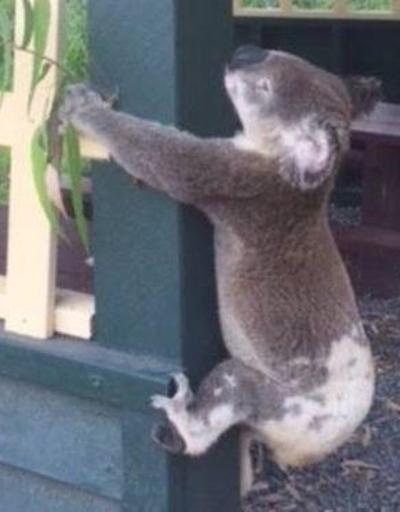 Vahşet: Ölü koalayı binaya vidaladılar