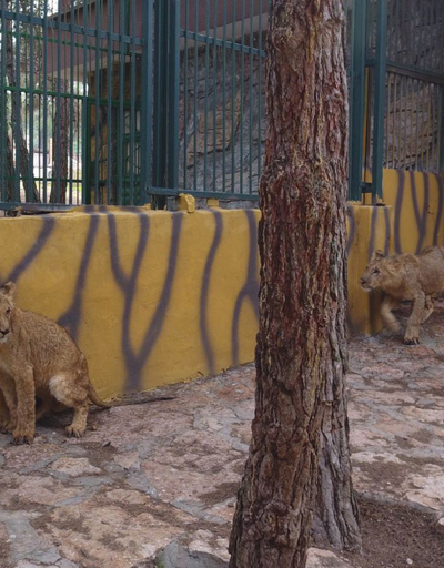 Cumhurbaşkanı Erdoğanın aslanları yuvalarına yerleşti