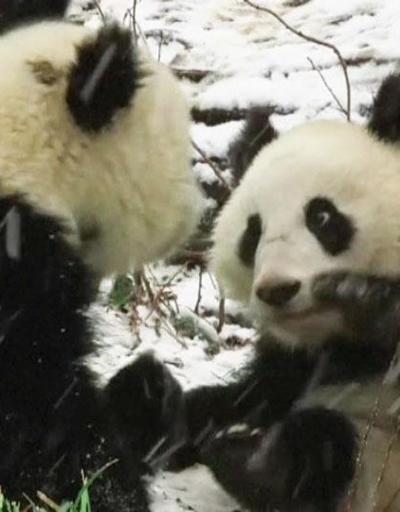 İkiz pandalar ilk kez kar görünce...