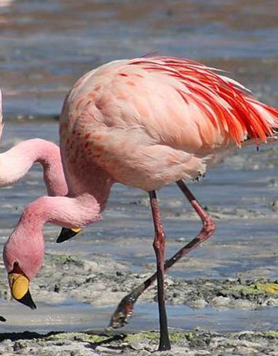 Flamingolara otoban tehdidi