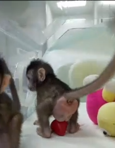 Çinde bilim insanları maymun klonladı