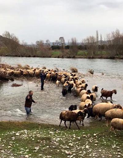 Çoban ve koyunları AFAD kurtardı