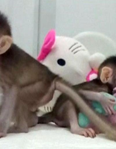 Çinliler maymun klonladı