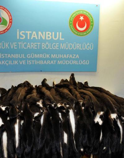 Atatürk Havalimanı’nda 200 porsuk kürkü ele geçirildi