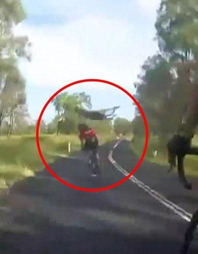 Kanguru bisikletçiye böyle çarptı