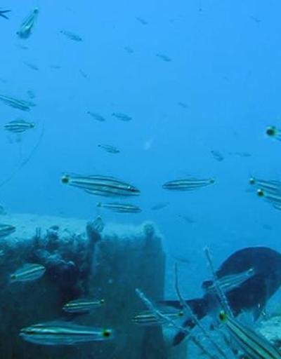 Sadece Balon balığı değil, Kızıldenizden gelen 61 tür Akdenizi işgal etti