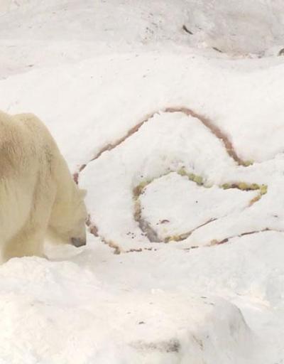 Kutup ayılarına romantik Sevgililer Günü sürprizi