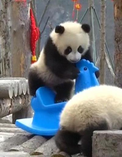 Pandalar Çin Yeni Yılını böyle kutladı