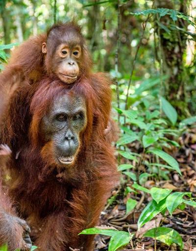 16 yılda 100 bin orangutan insanlar yüzünden yok oldu