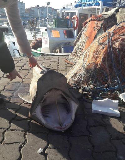 Marmara açıklarında ağlarına 1,5 metrelik köpek balığı takıldı