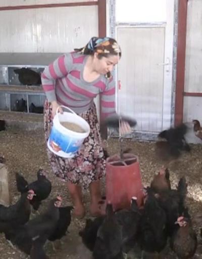 Ev hanımıydı kendi çiftliğini kurdu, ayda 10 bin yumurta satıyor