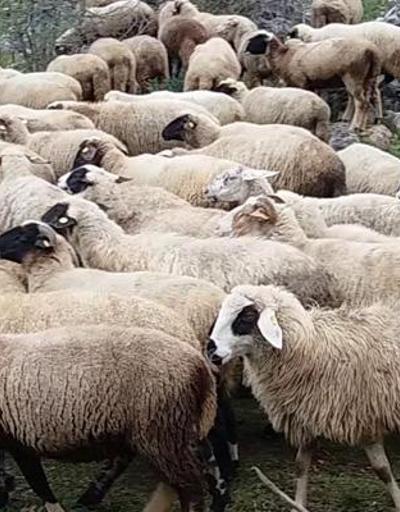 300 koyun projesinde başvurular başladı