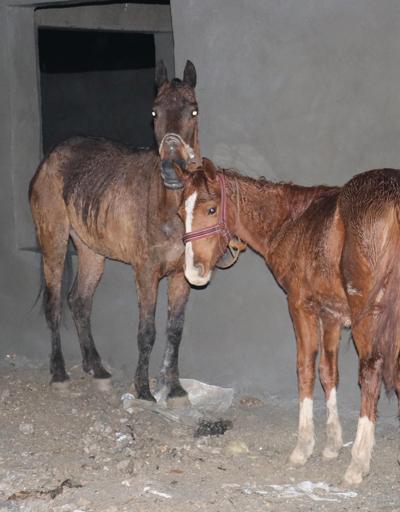 Adanada et operasyonu: Tarlanın ortasında iki at kestiler