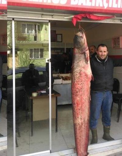 Baraj gölünde 50 kilogramlık yayın balığı yakalandı